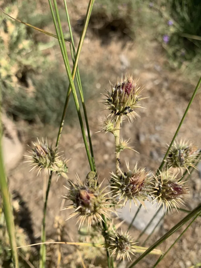 Cousinia leptolepis