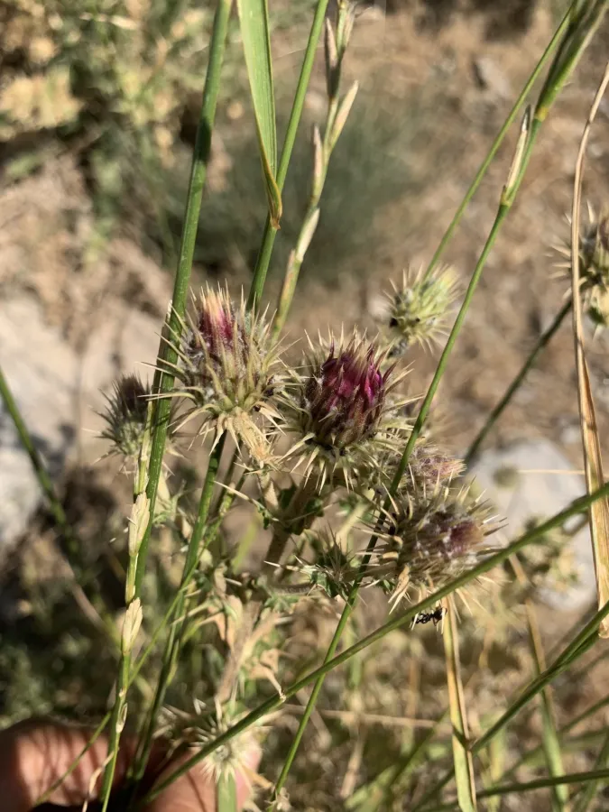 Cousinia leptolepis