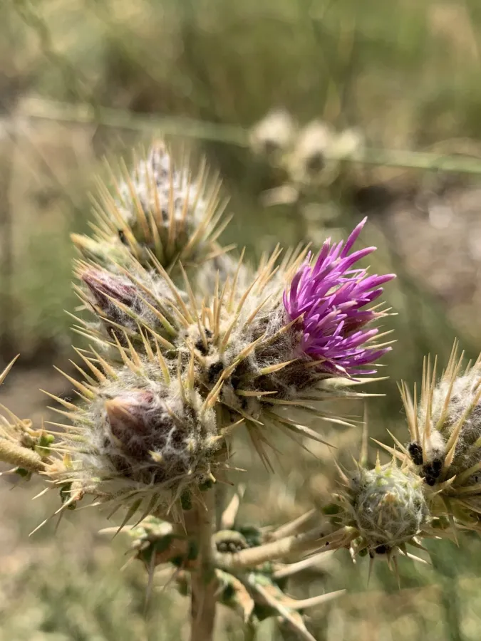 Cousinia leptolepis