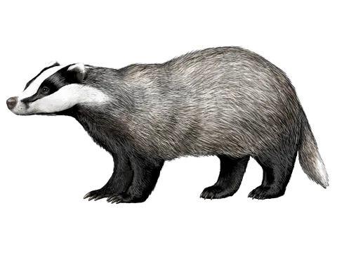 Middle East Badger