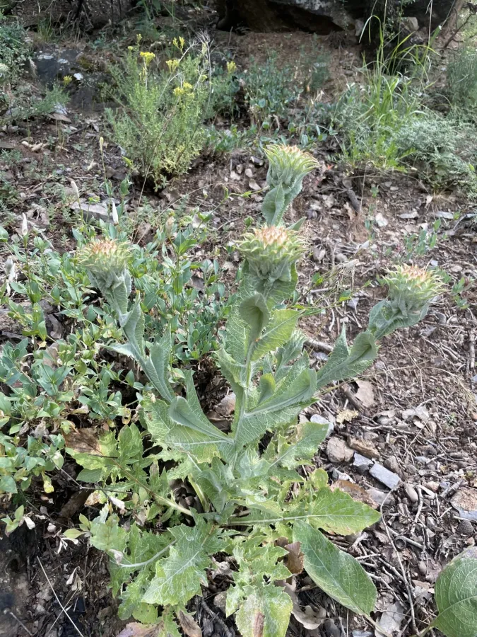 Cousinia macrolepis