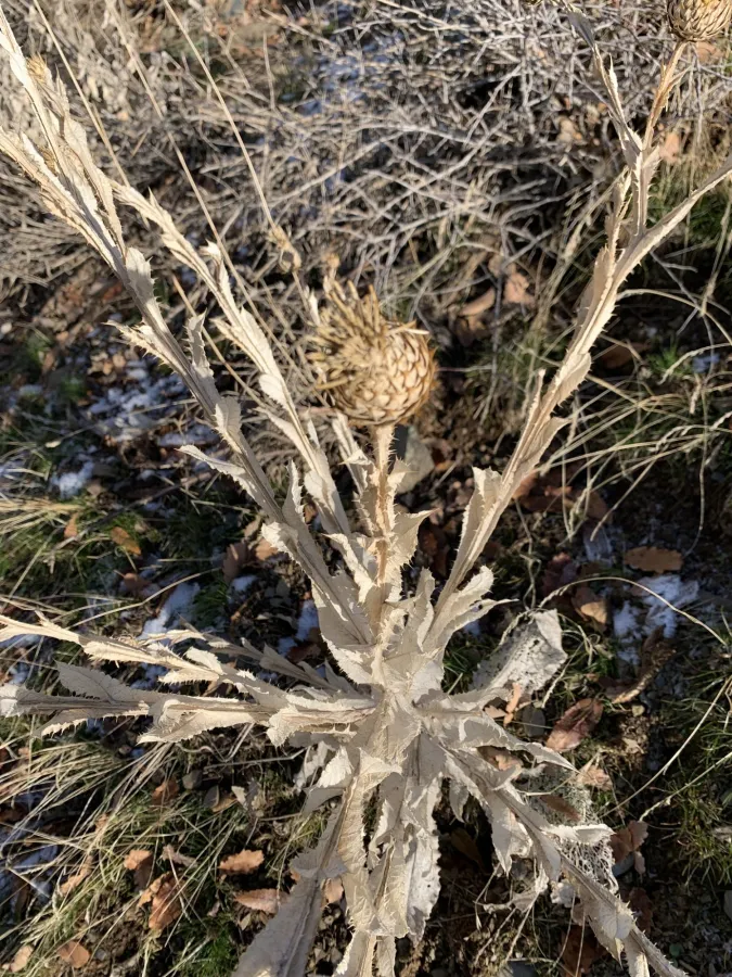 Cousinia pergamacea