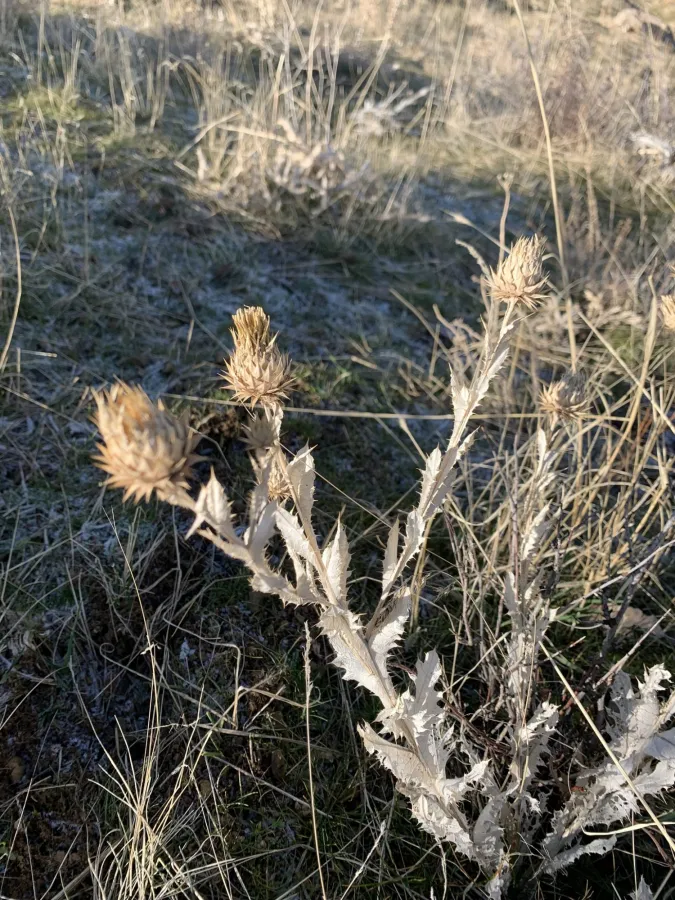 Cousinia pergamacea