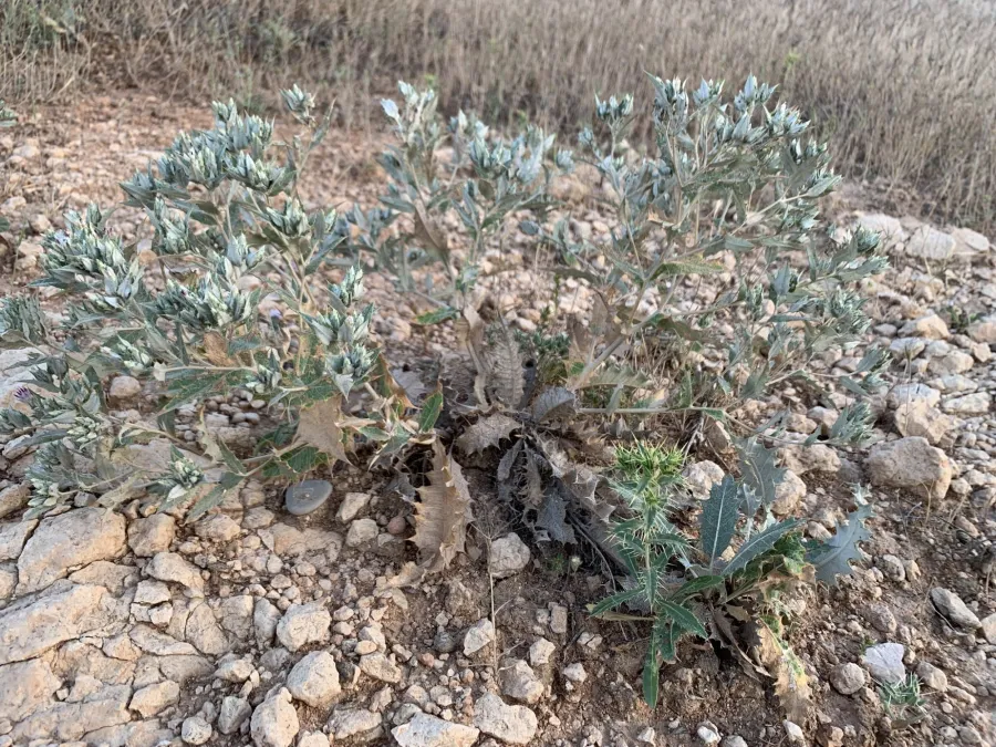 Cousinia stenocephala
