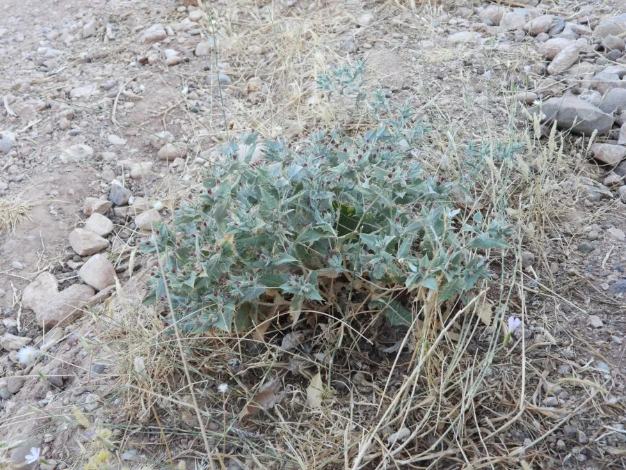 Cousinia stenocephala
