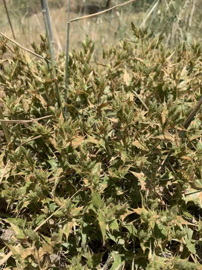 Cousinia stenocephala