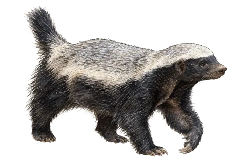 Honey Badger