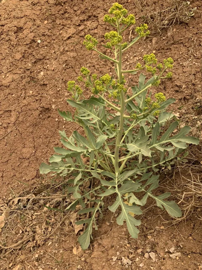 Crambe orientalis