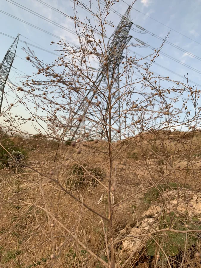 Crambe orientalis
