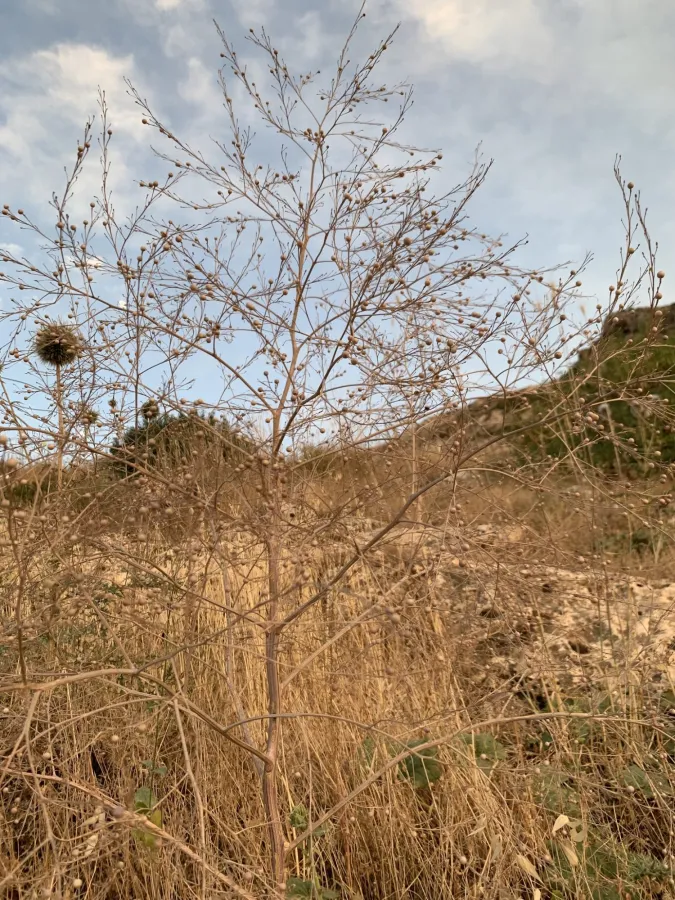 Crambe orientalis