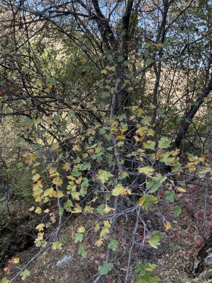 Crataegus ambigua