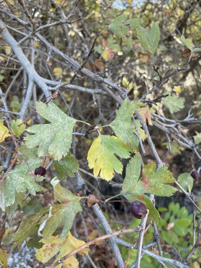 Crataegus ambigua