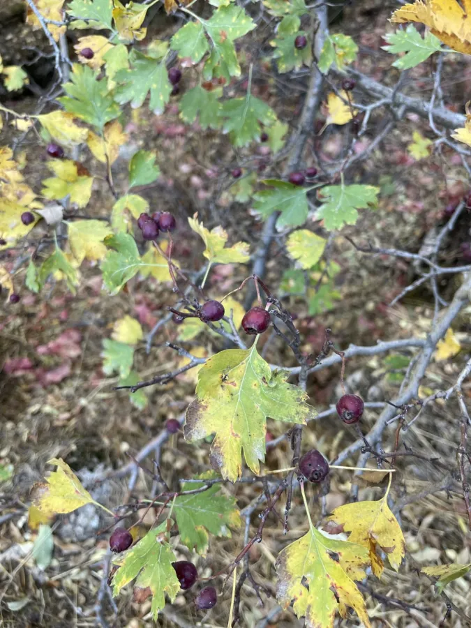 Crataegus ambigua