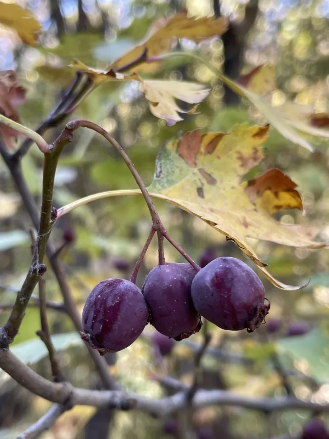 Crataegus ambigua
