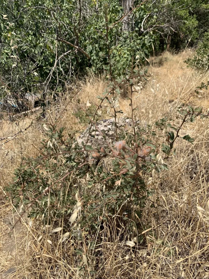 Crataegus azarolus