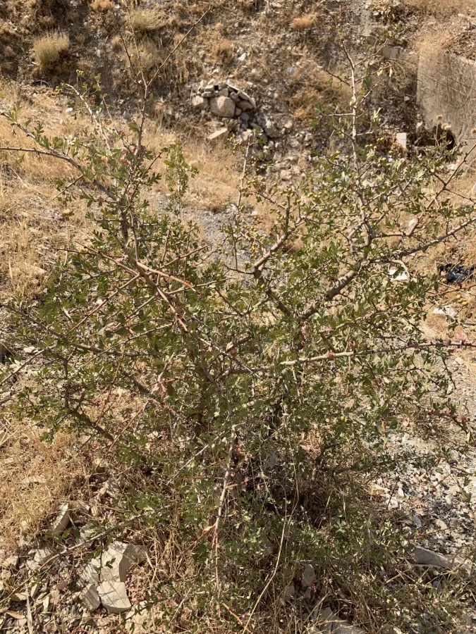 Crataegus azarolus