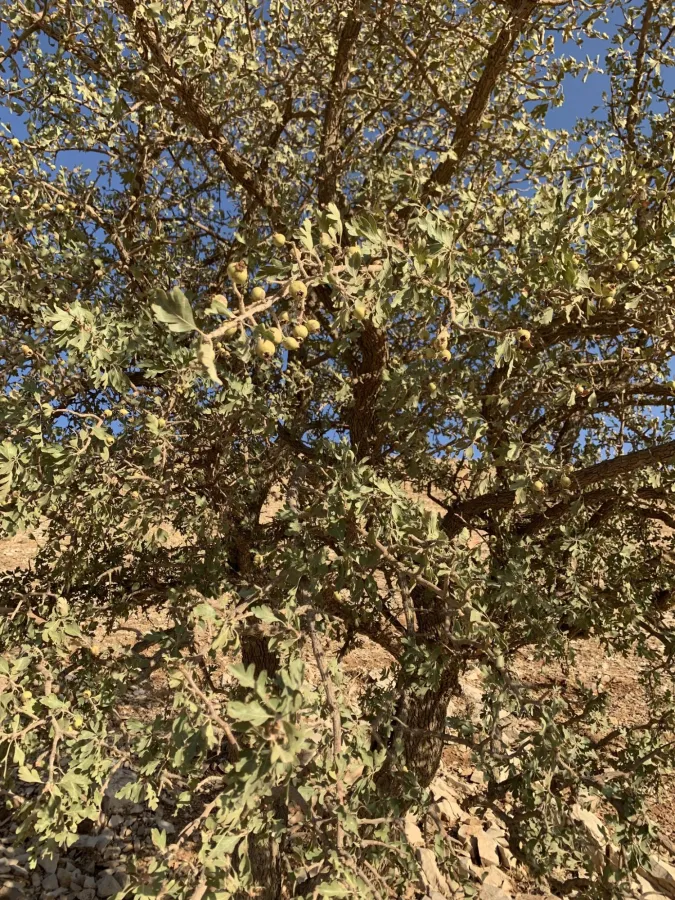 Crataegus azarolus