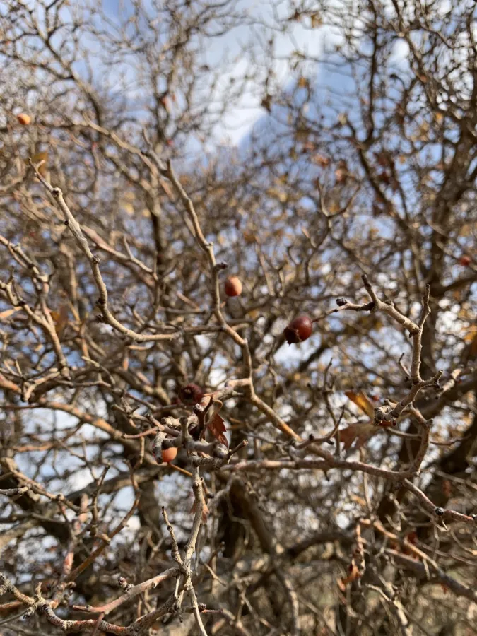 Crataegus kurdistanica