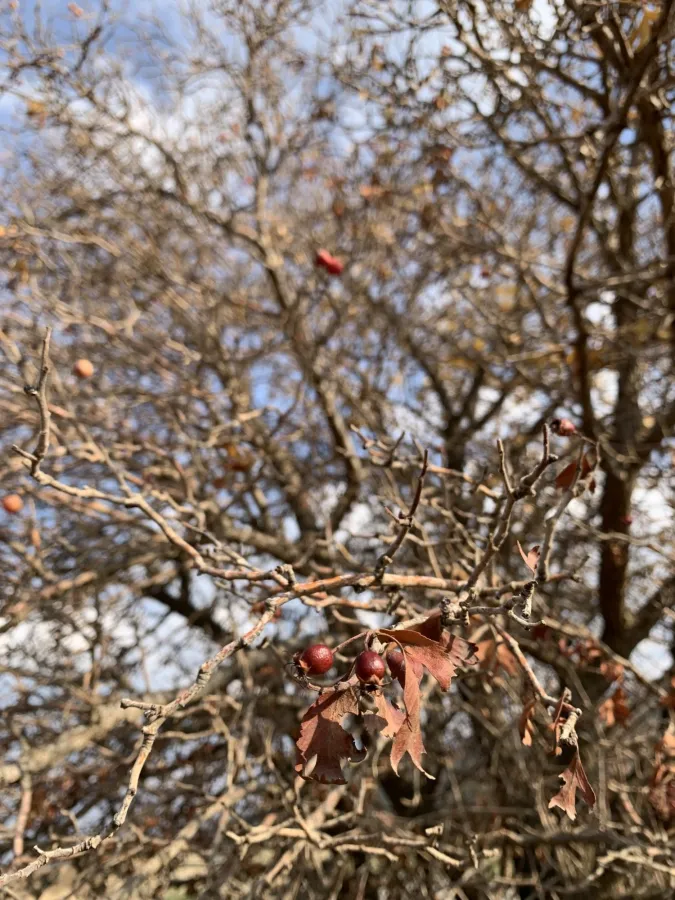 Crataegus kurdistanica