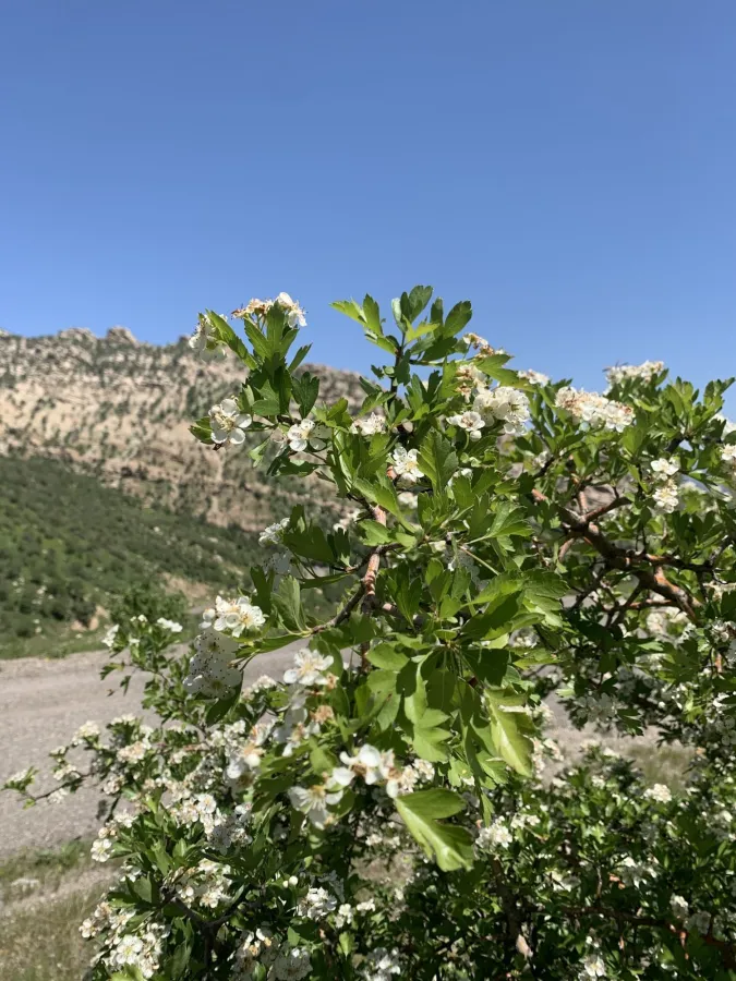 Crataegus meyeri