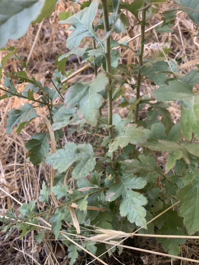 Crataegus meyeri