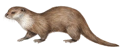 Eurasian  Otter