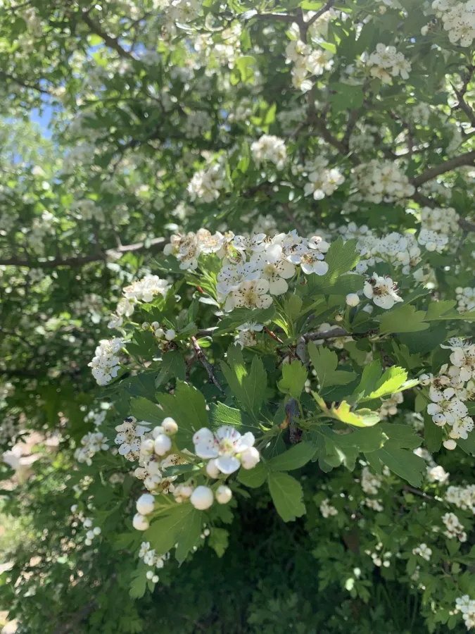 Crataegus meyeri