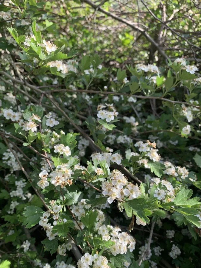 Crataegus monogyna
