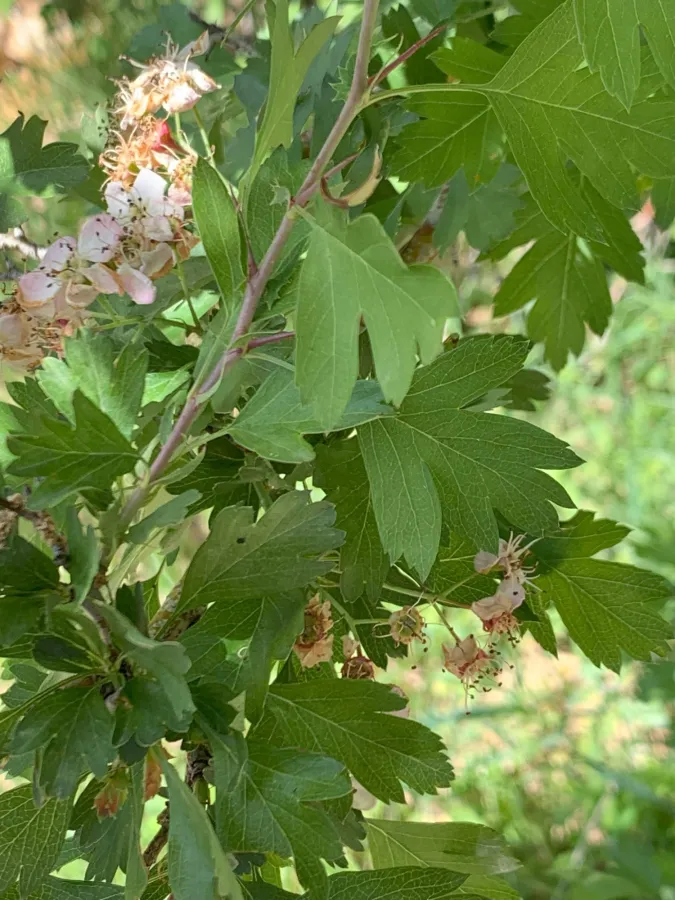 Crataegus monogyna