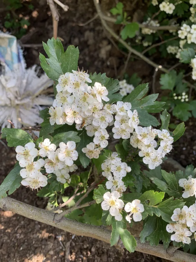 Crataegus monogyna