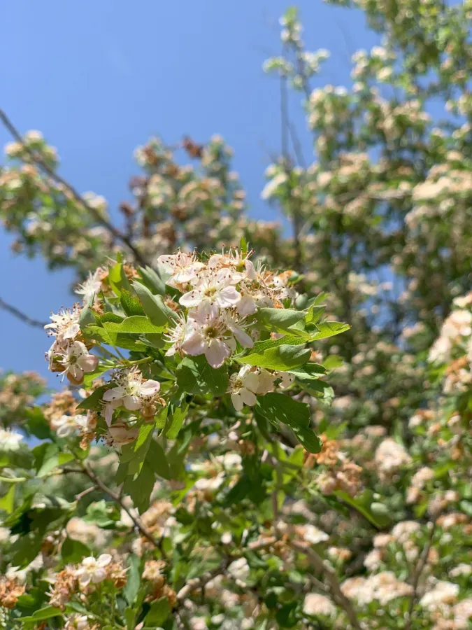 Crataegus monogyna
