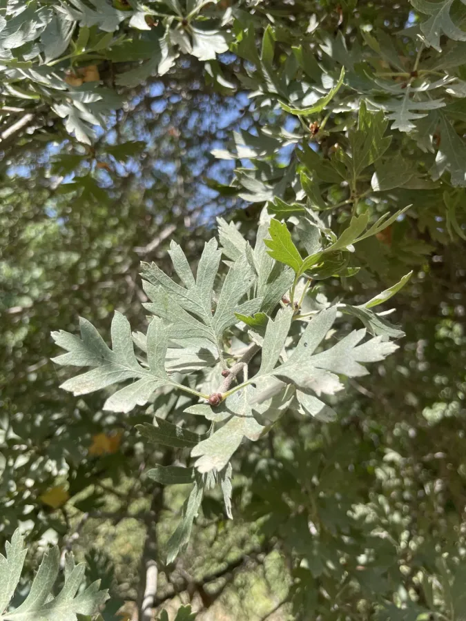 Crataegus orientalis