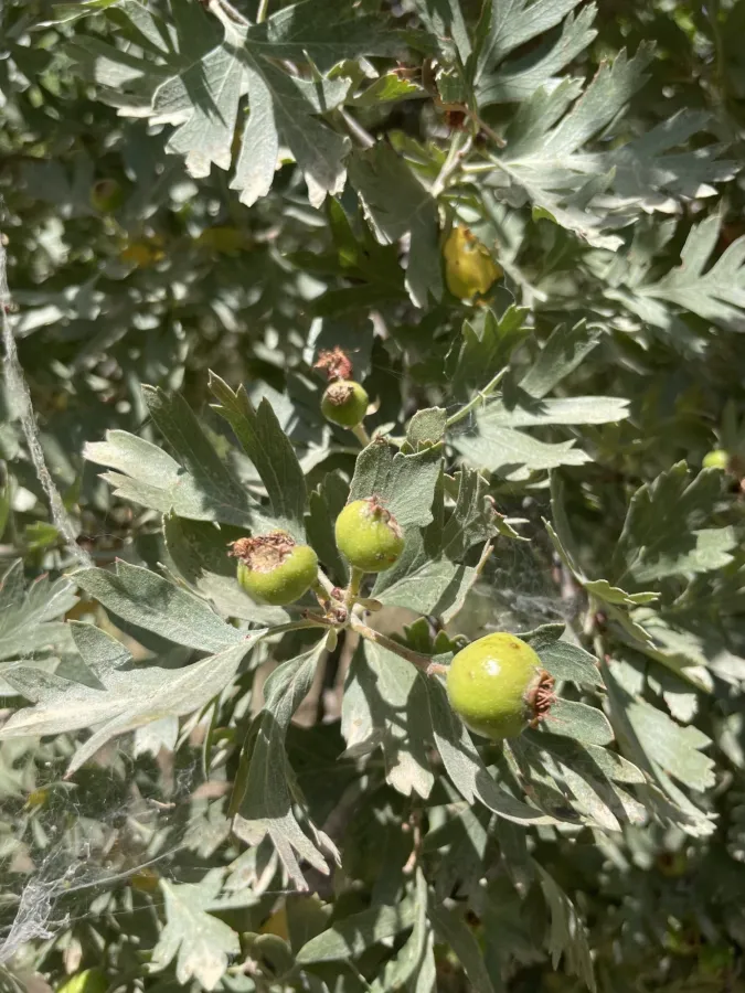 Crataegus orientalis