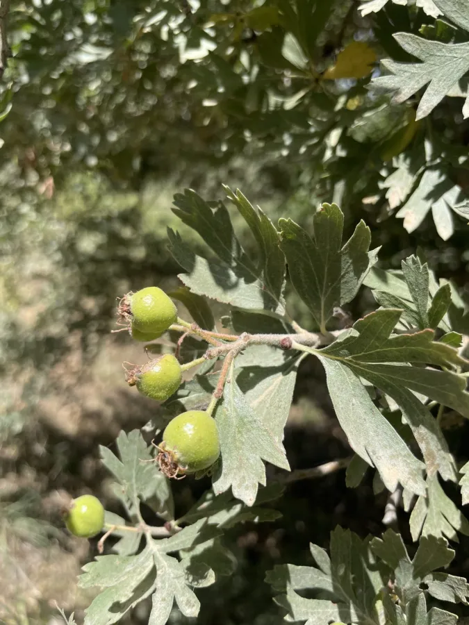 Crataegus orientalis