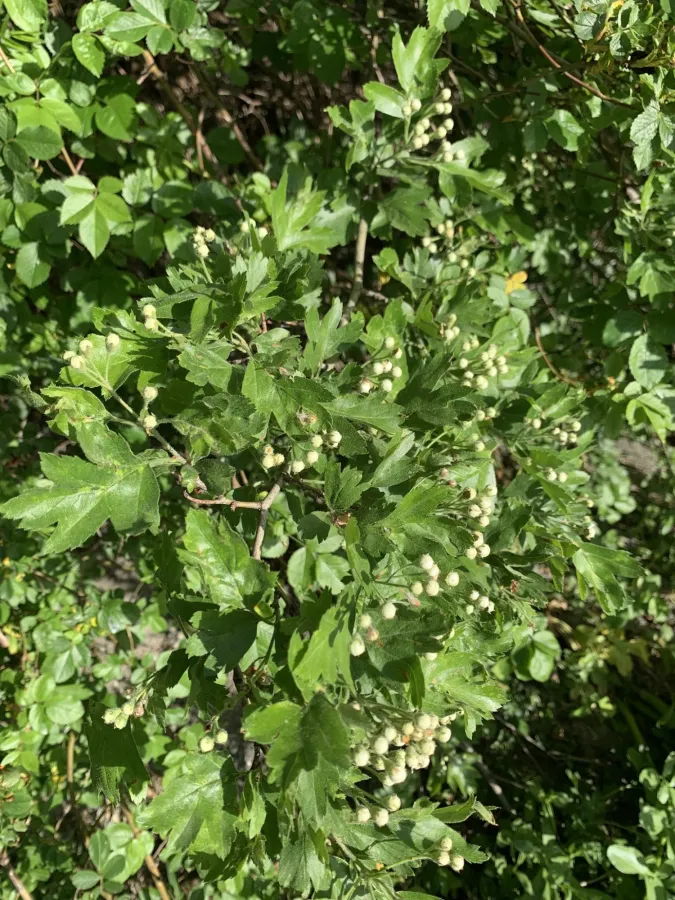 Crataegus sakranensis