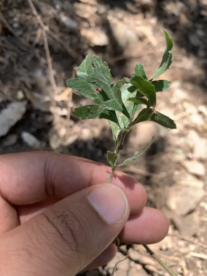 Crataegus zagrica