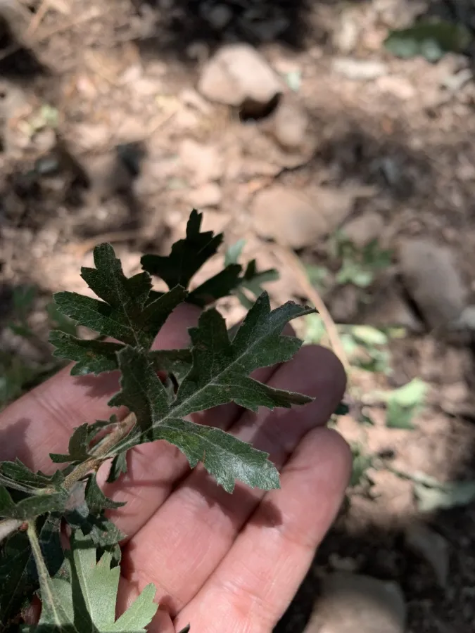 Crataegus zagrica