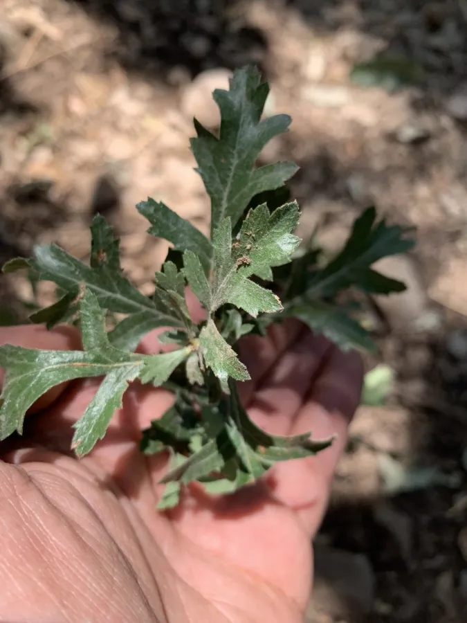 Crataegus zagrica