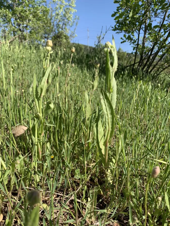 Crepis alpina