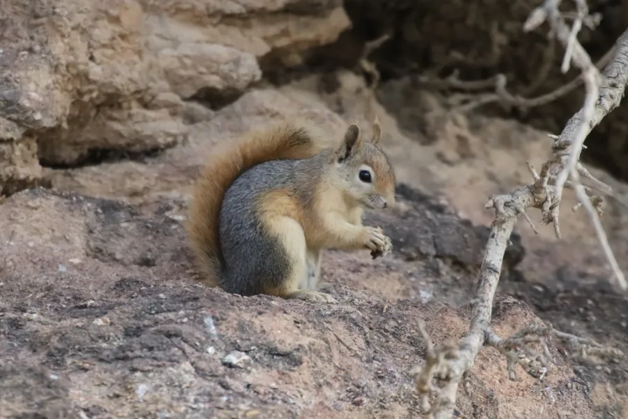 Caucasian Squirrel