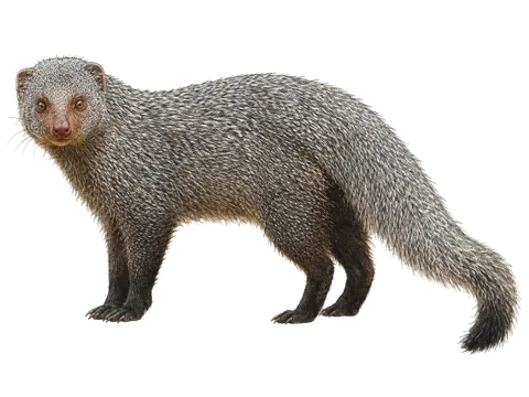 Indian Grey Mongoose