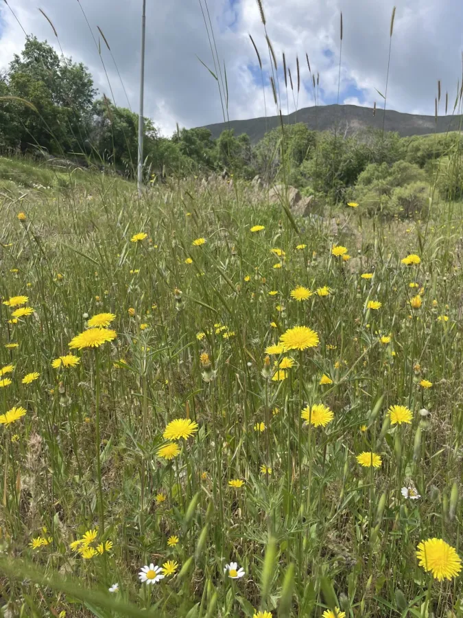 Crepis alpina