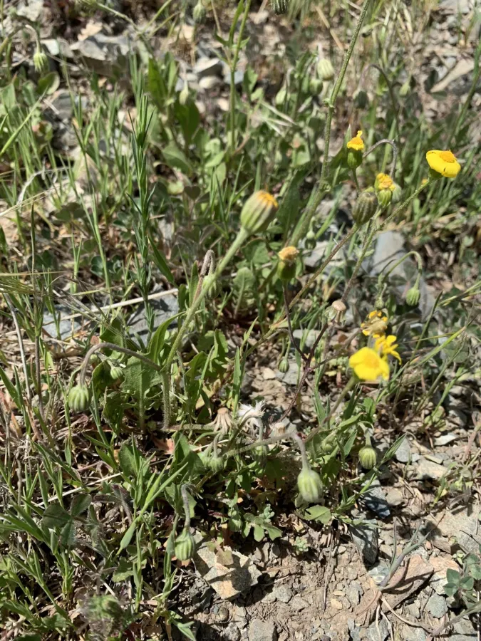 Crepis commutata