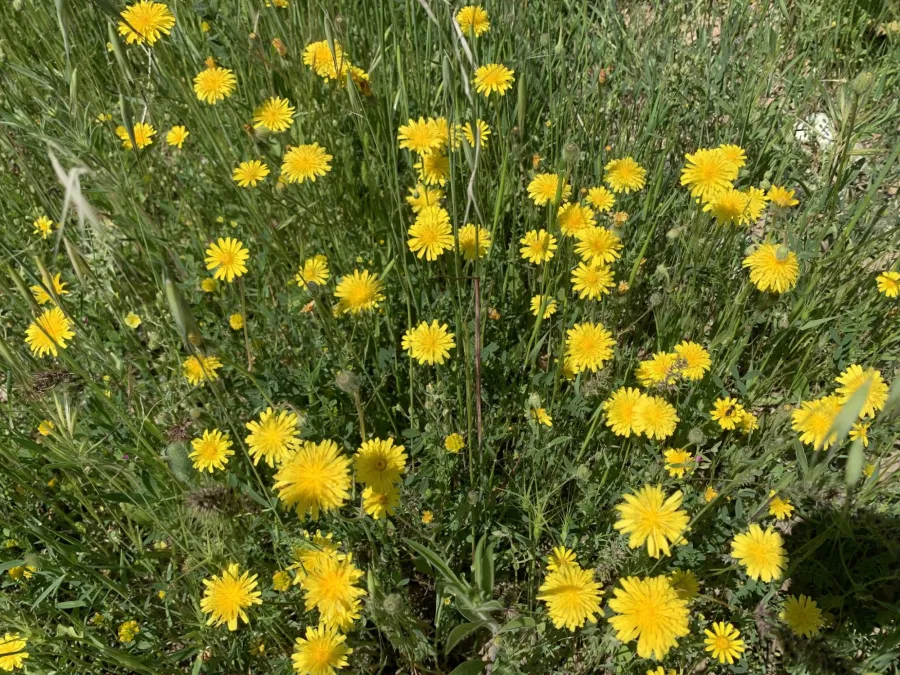 Crepis commutata