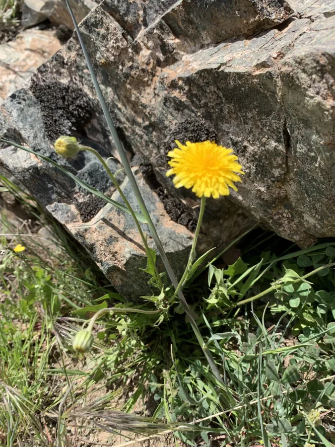 Crepis commutata
