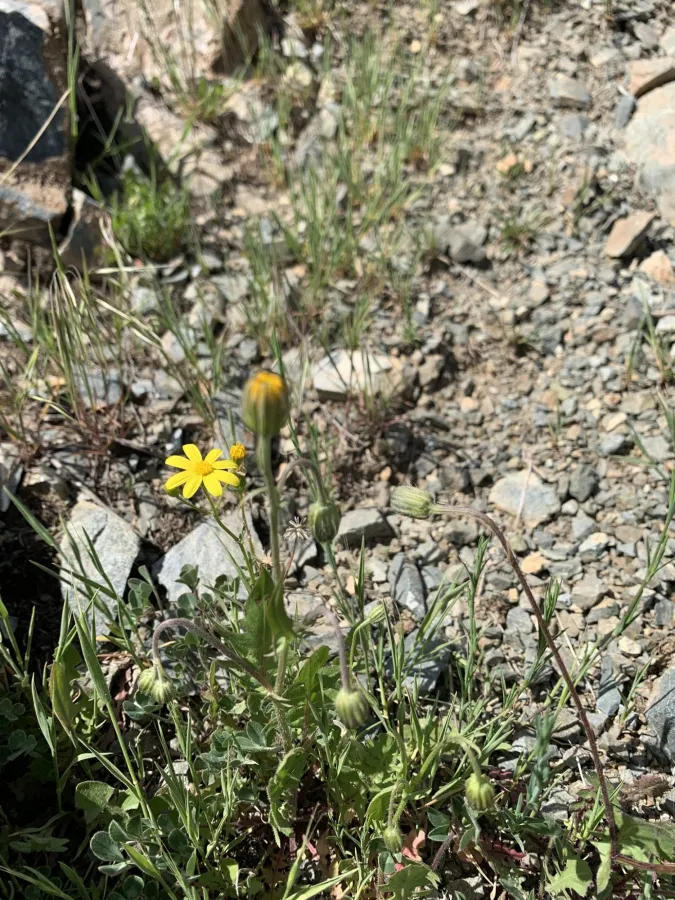 Crepis commutata