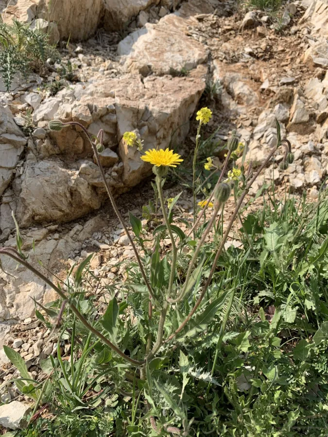 Crepis foetida