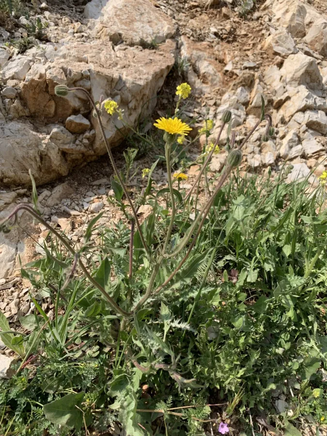 Crepis foetida