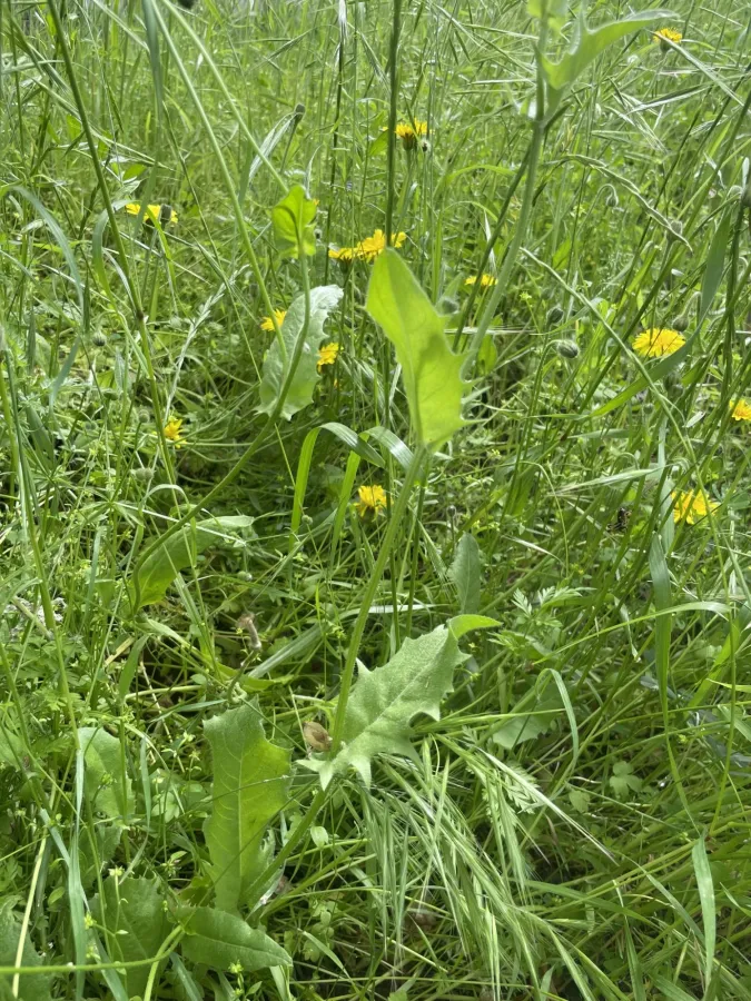 Crepis foetida
