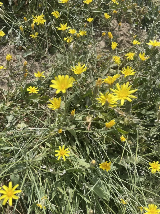 Crepis kurdica